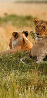 Lions resting in the golden savanna.