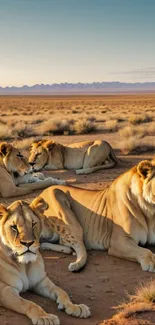 Lions resting in a sunlit savannah, perfect mobile wallpaper.