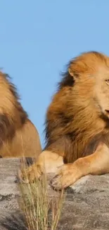 Majestic lions resting on a rocky terrain with clear blue sky.