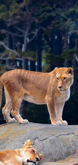 Lioness standing on a rocky terrain in a forest