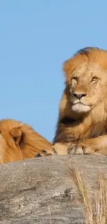 Two majestic lions resting on a large rock under a clear blue sky.