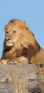 Majestic lion resting on a rocky terrain under a clear blue sky.