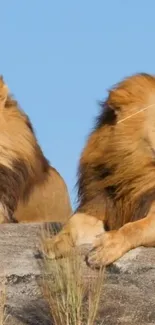 Two majestic lions resting on rocks under a blue sky.