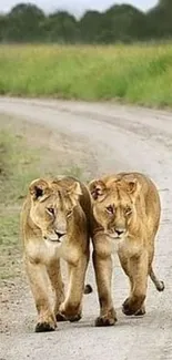 Two lions walking on a safari road in nature.