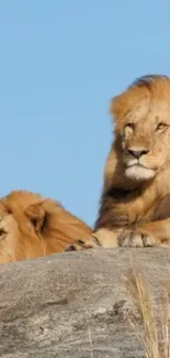 Two majestic lions resting on an African safari rock.