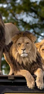 Three majestic lions on a safari vehicle, set in a lush landscape.