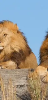 Two majestic lions resting on African rocks under a clear blue sky.