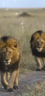 Two majestic lions walking on the savannah path.