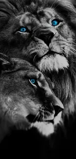 Majestic lions with striking blue eyes on a dark background.