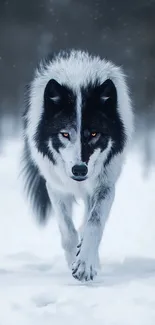 A majestic wolf strides confidently through a snowy landscape.