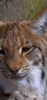 Portrait of a lynx in a natural forest setting.