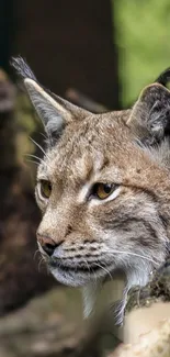 Majestic lynx in a forest setting, perfect mobile wallpaper.