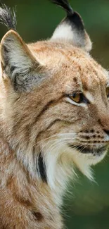 Close-up of a majestic lynx in nature, perfect for mobile wallpaper.