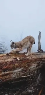 Lynx standing on a fallen tree in a foggy forest setting.