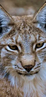 Close-up of a majestic lynx with striking eyes.