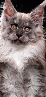 Majestic Maine Coon cat with fluffy fur and amber eyes on a dark background.