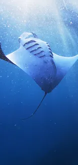 Manta ray gliding gracefully through blue ocean depths.