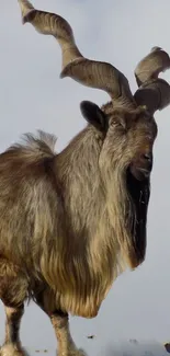 Majestic markhor with curved horns in natural setting.