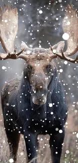 Majestic moose standing in a forest clearing.