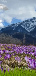 Purple flowers with snowy mountain backdrop.