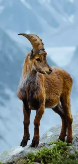 Majestic mountain goat on rocky terrain with scenic mountain backdrop.