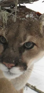 Close-up of a mountain lion in snow, showcasing its captivating eyes and fur.