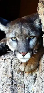 Mountain lion resting in rocky habitat, exuding grace and wilderness.