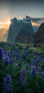 Mountain sunrise with purple wildflowers in foreground, stunning natural scenery.