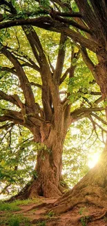 Majestic oak tree with sunlight and lush green leaves wallpaper.