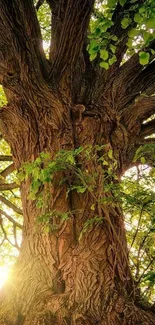 Majestic oak tree with green leaves and sunlight filtering through the branches.