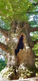 Majestic oak tree with lush green leaves creating a beautiful nature wallpaper.