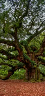 Majestic oak tree with sprawling branches and lush green leaves.