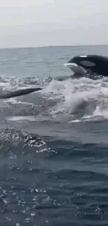 Majestic orca whale leaping in ocean waves, creating a stunning mobile wallpaper.