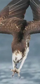 Majestic osprey diving towards water with wings spread wide.