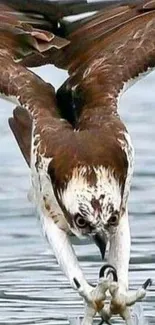 Osprey diving into water with talons extended.