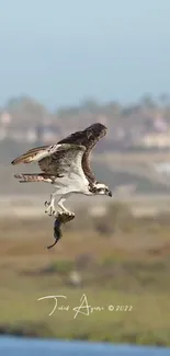 Osprey soaring above scenic landscape, showcasing natural beauty.