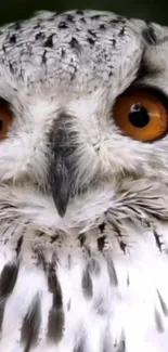 Close-up of a majestic owl with bright orange eyes and detailed feathers.