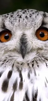 Close-up of snowy owl with piercing orange eyes.