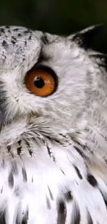 Close-up view of a majestic owl with striking orange eyes and detailed plumage.