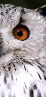 Close-up of majestic owl focusing on eye with detailed feathers.