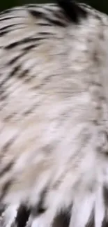 Close-up of a majestic owl with detailed feathers, perfect for nature lovers.