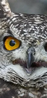 Close-up of an owl with striking yellow eyes, perfect for mobile wallpaper.