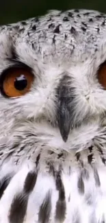 Close-up of a majestic owl with striking orange eyes and detailed feather patterns.