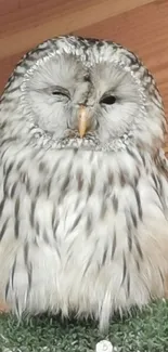 Close-up of a serene owl against a wooden background on mobile wallpaper.