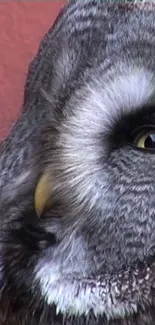 Close-up of a majestic owl with detailed feathers and piercing eyes.