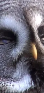 Close-up view of a majestic owl's face showcasing detailed feathers.