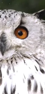 Close-up of a majestic owl with striking orange eyes against a natural backdrop.