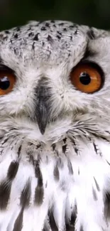 Close-up of a white owl with piercing orange eyes.