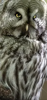 Close-up of a gray owl with vibrant yellow eyes.