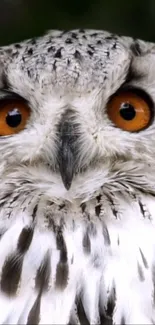 Close-up wallpaper of an owl with vivid orange eyes.